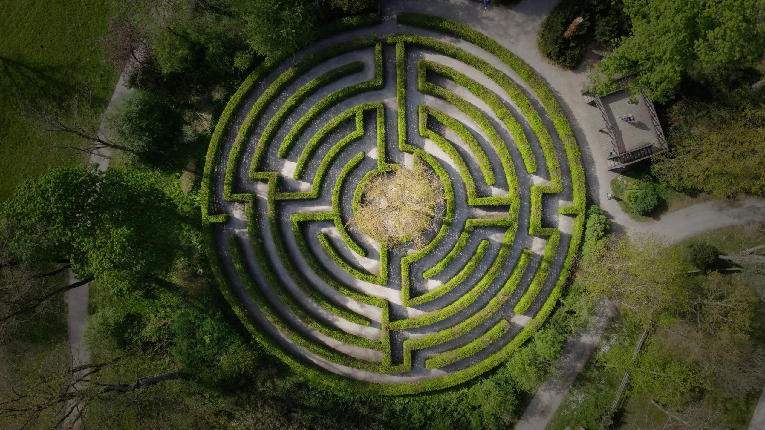 Image of a tree within a hedge labrynth