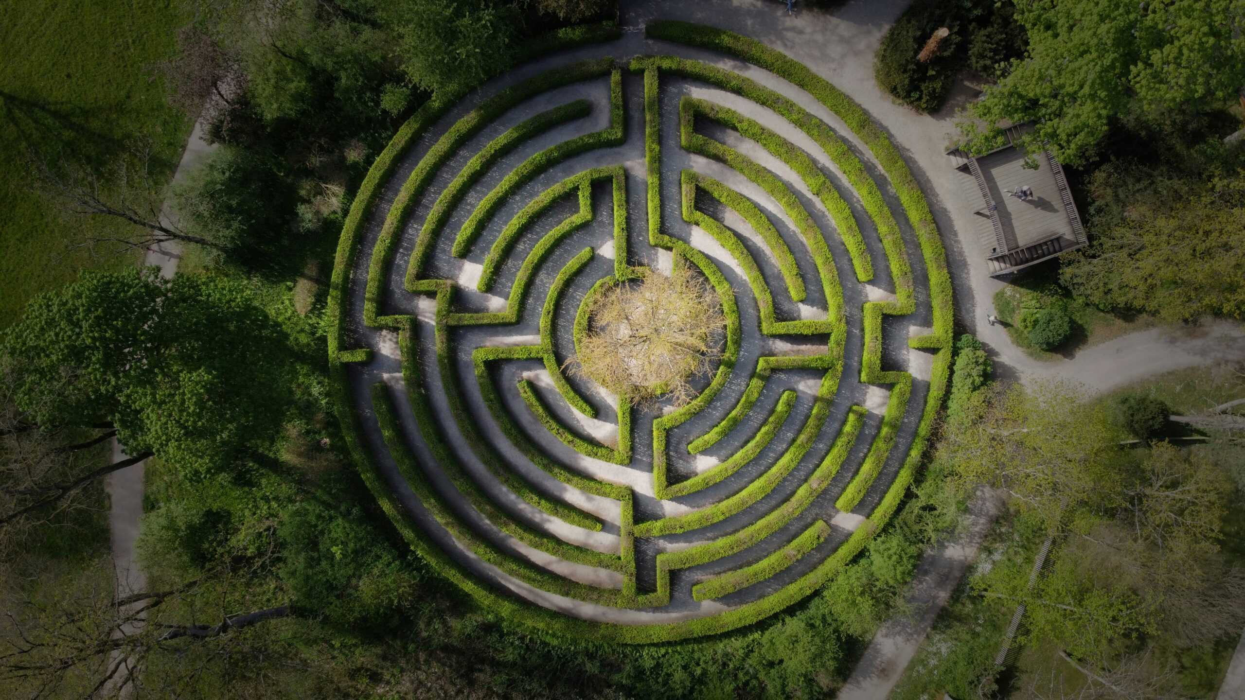 Image of a tree within a hedge labrynth