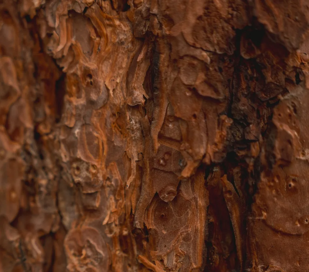 India-Pakistan Skirmishes and the Calm in the Markets: Reading Between the Lines