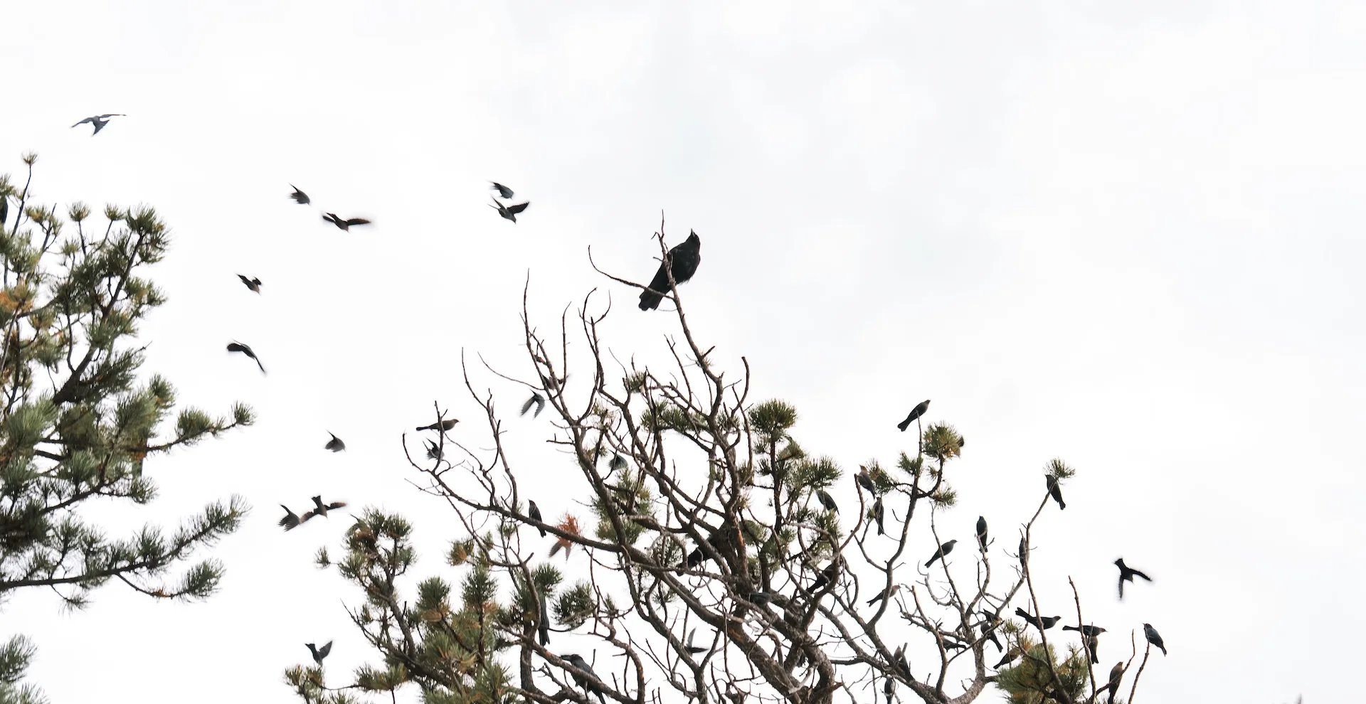 Birds flying above a pine tree
