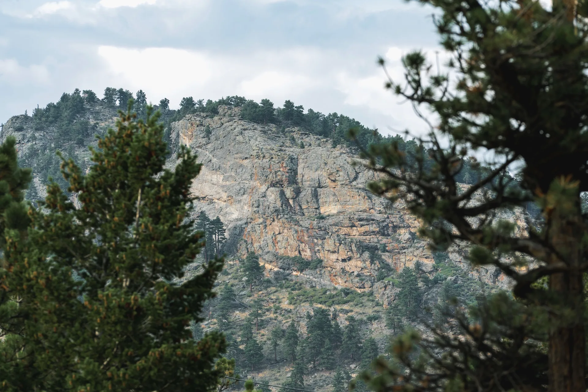 Mountainside with exposed rock and pine trees