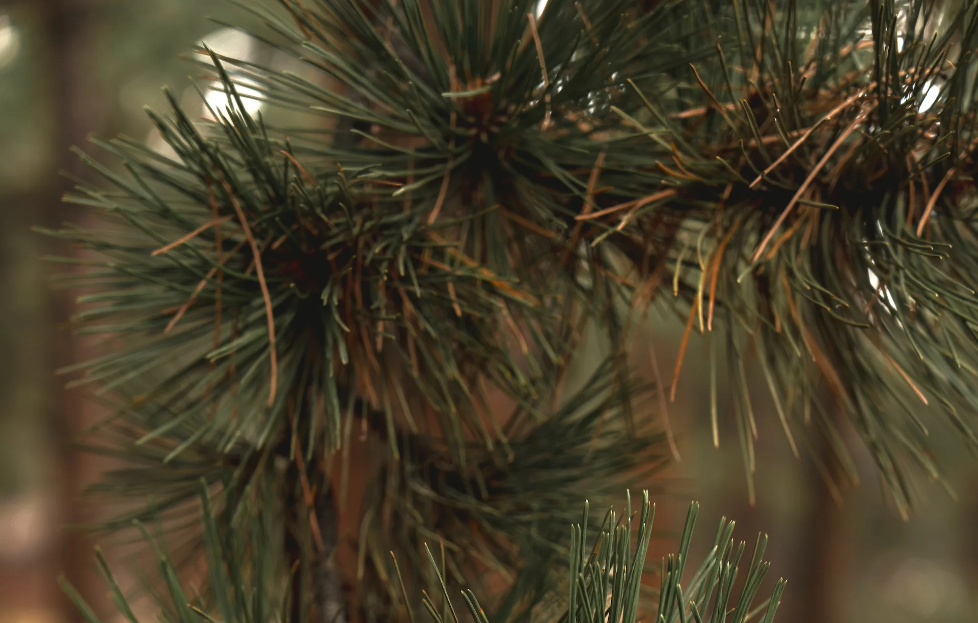 Pine needles
