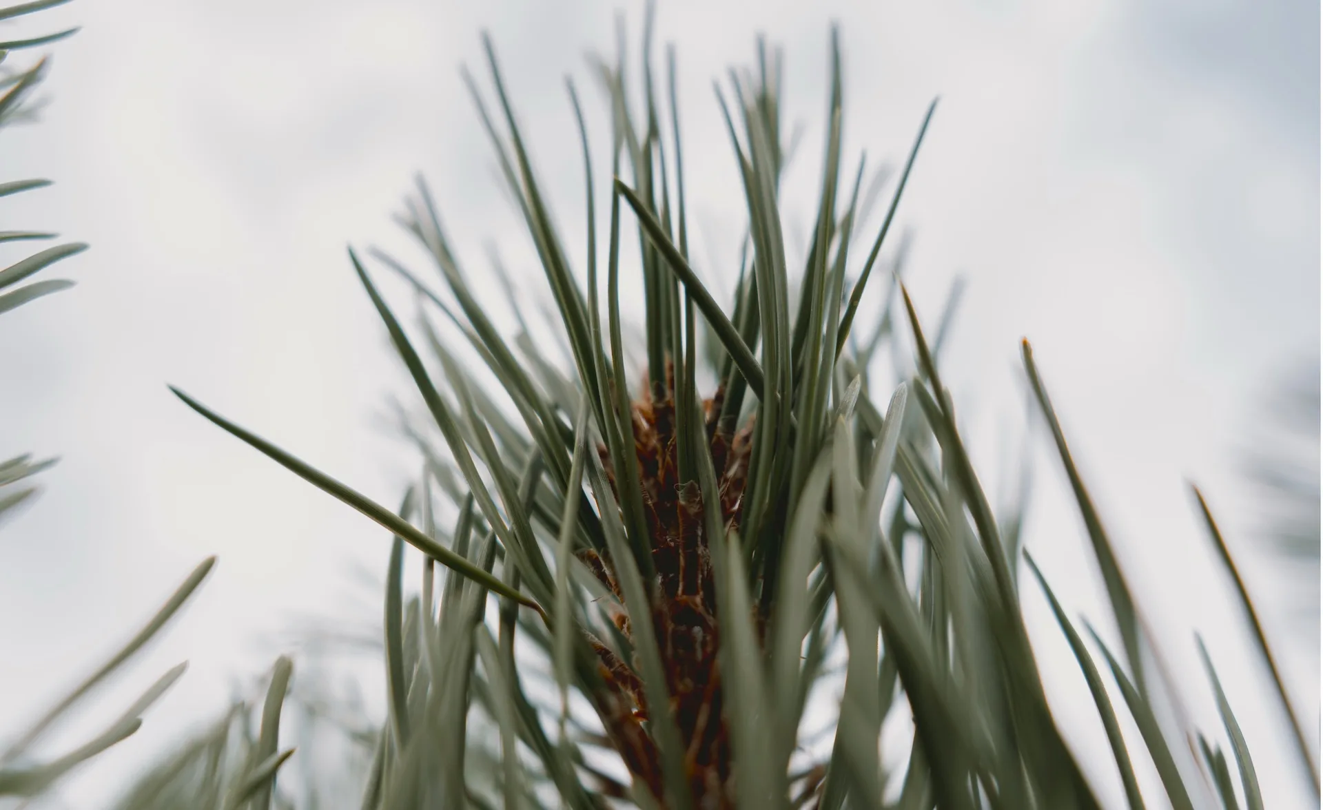 Pine needles