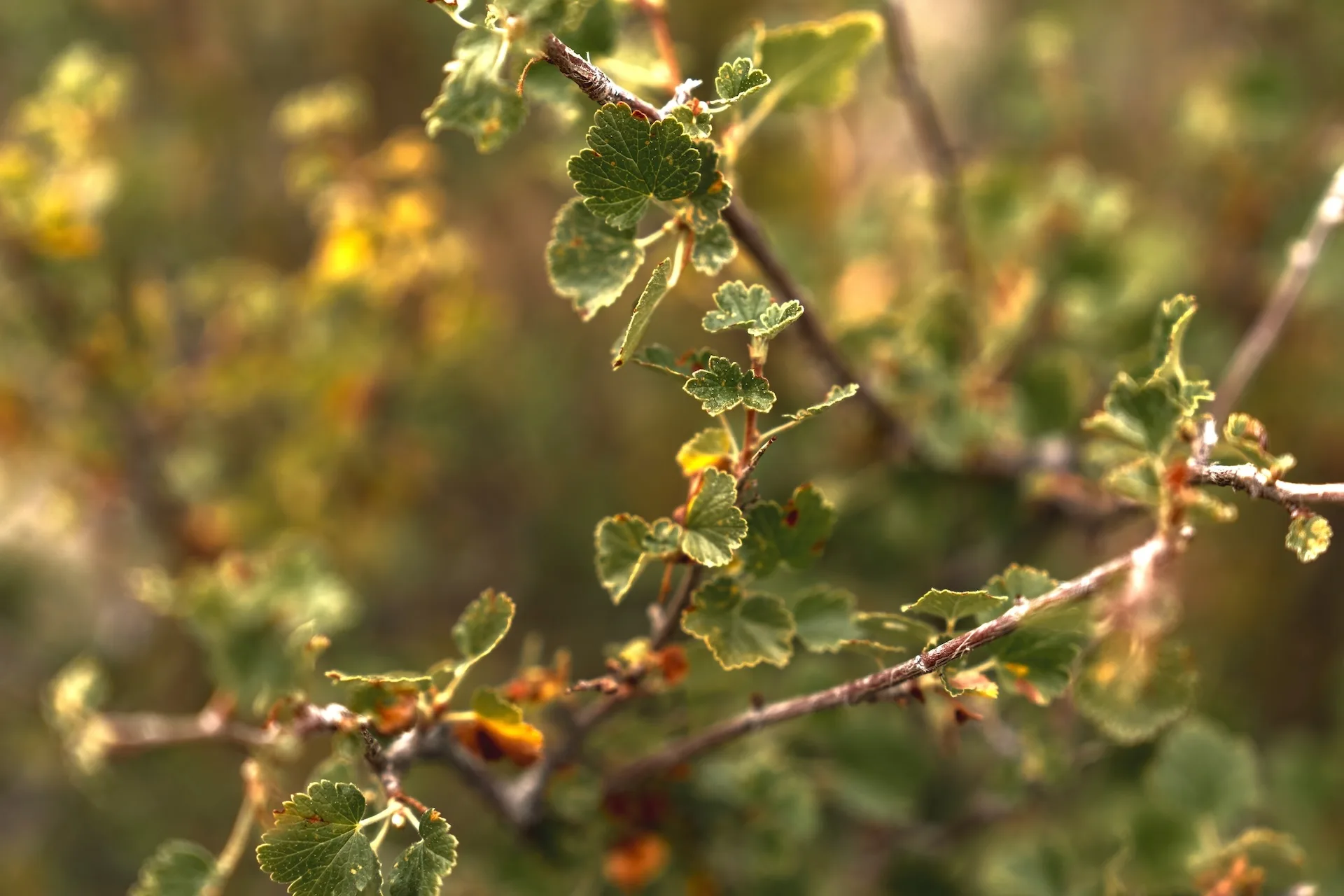 Leaves on a bush