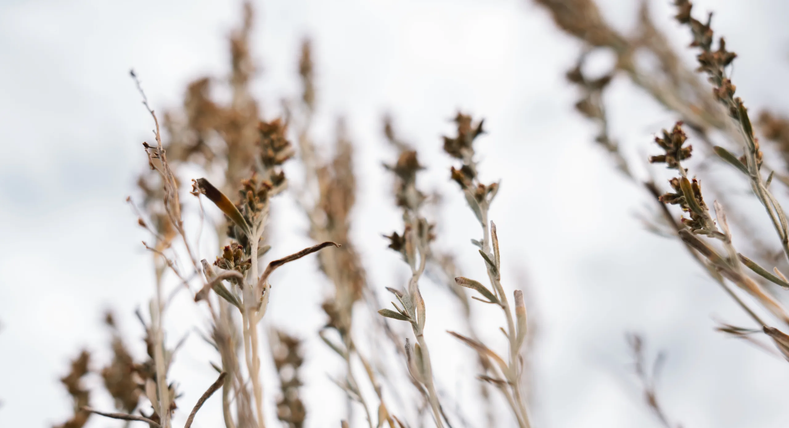 Shrub branches extending into the sky