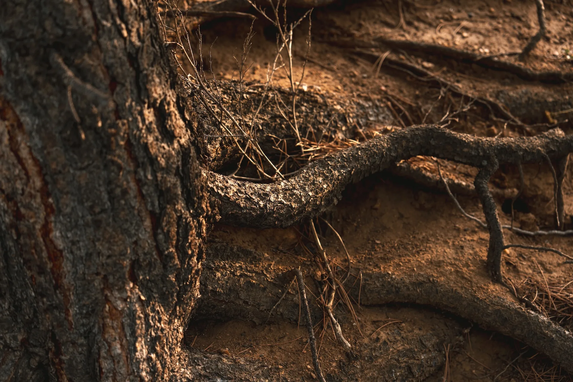 Roots of a tree partially exposed