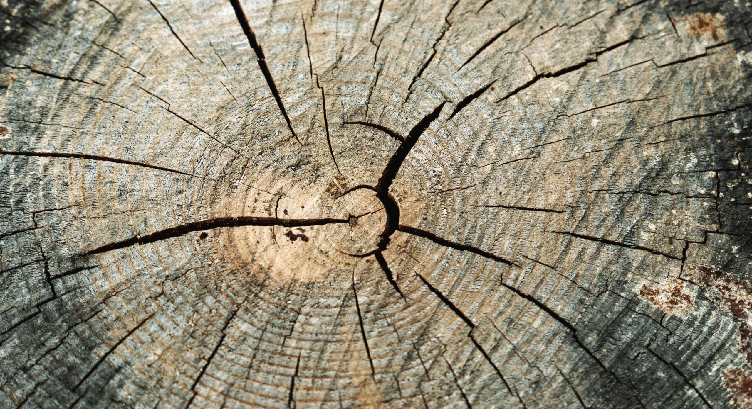 Tree stump with tree rings