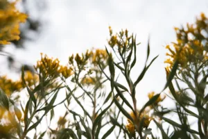 Small golden flowers
