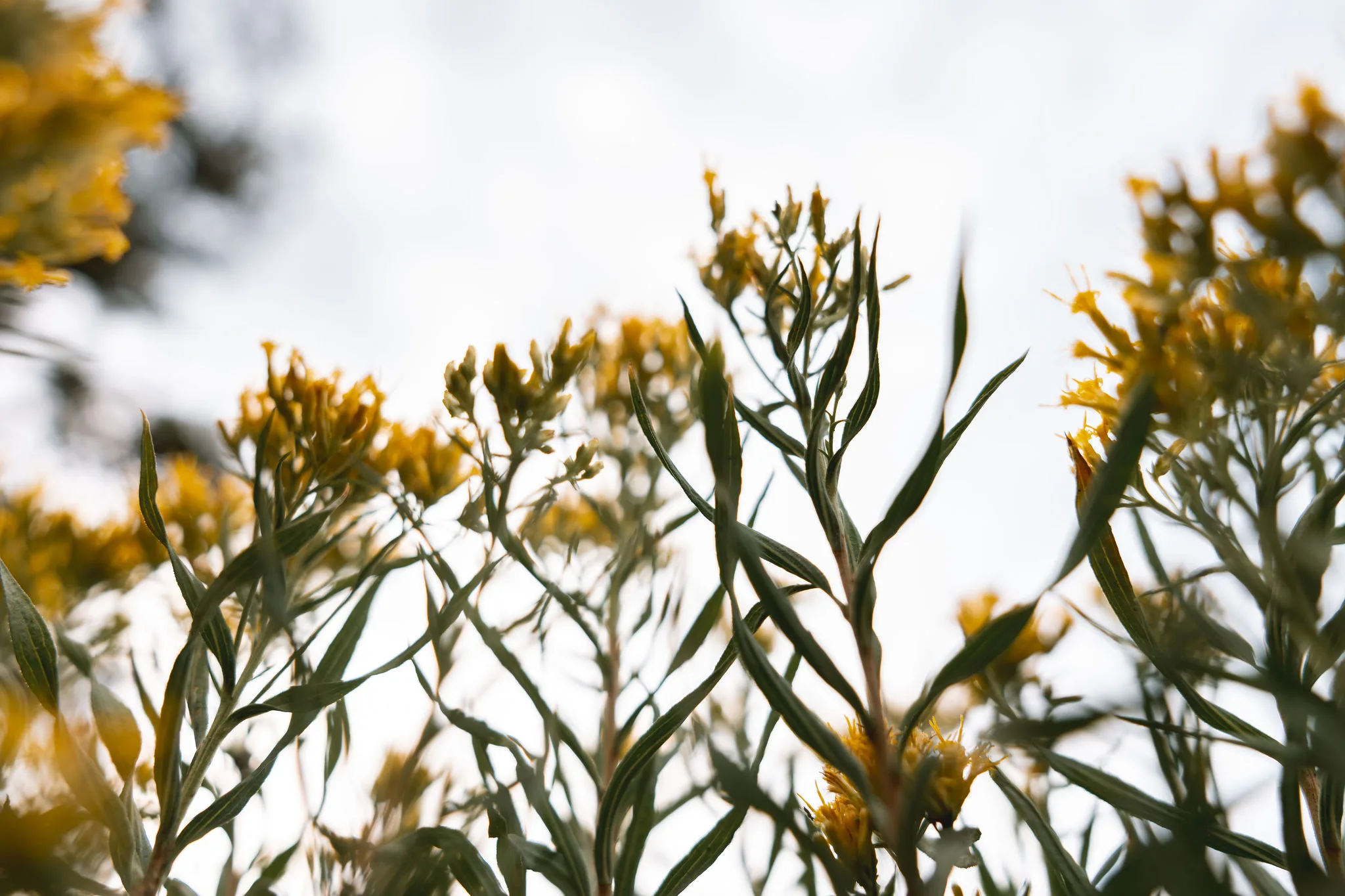 Small golden flowers